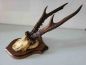 Preview: altes Rehbock Geweih, Gehörn, Trophäe