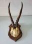Preview: altes Rehbock Geweih, Gehörn, Trophäe