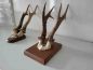 Preview: zwei alte Rehbock Geweih, Gehörn, Trophäe