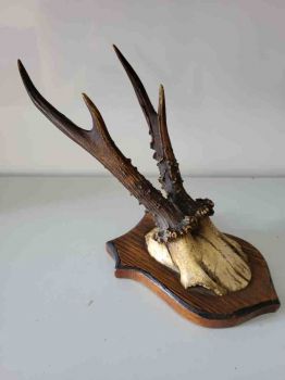 altes Rehbock Geweih, Gehörn, Trophäe