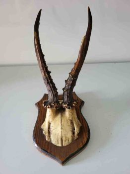 altes Rehbock Geweih, Gehörn, Trophäe