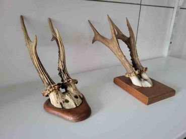 zwei alte Rehbock Geweih, Gehörn, Trophäe