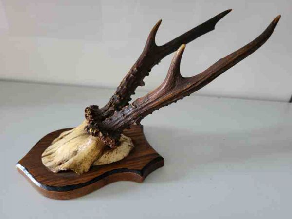altes Rehbock Geweih, Gehörn, Trophäe