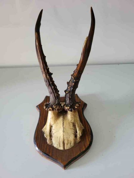 altes Rehbock Geweih, Gehörn, Trophäe