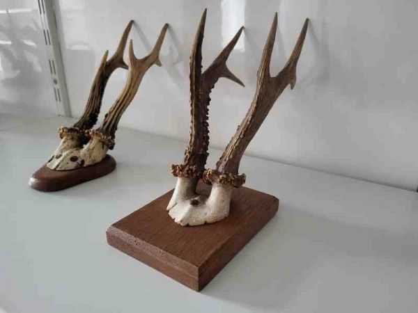 zwei alte Rehbock Geweih, Gehörn, Trophäe