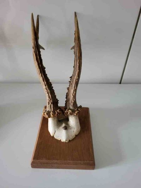 zwei alte Rehbock Geweih, Gehörn, Trophäe