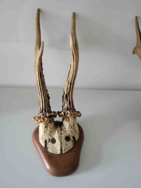 zwei alte Rehbock Geweih, Gehörn, Trophäe