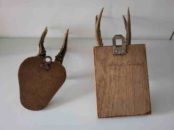 zwei alte Rehbock Geweih, Gehörn, Trophäe